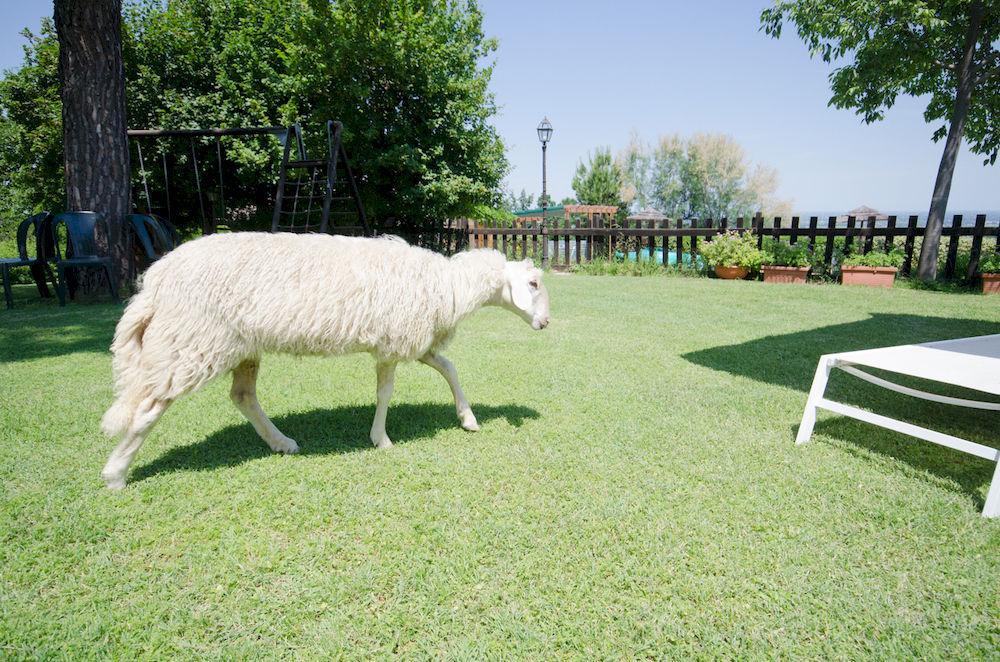 Agriturismo Ca'De'Gatti Faenza Exterior foto