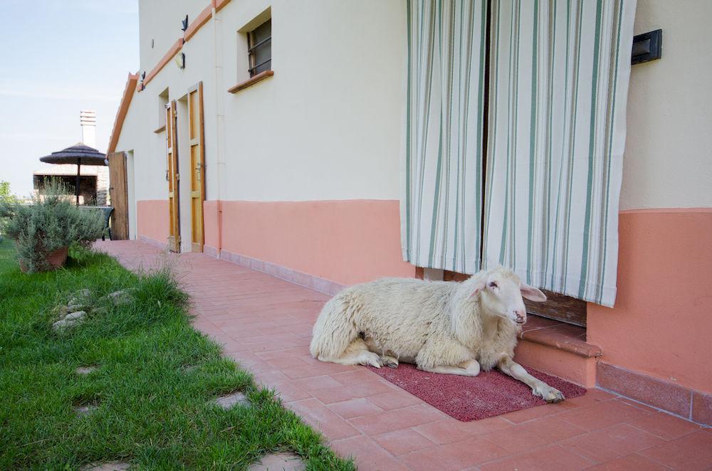 Agriturismo Ca'De'Gatti Faenza Exterior foto